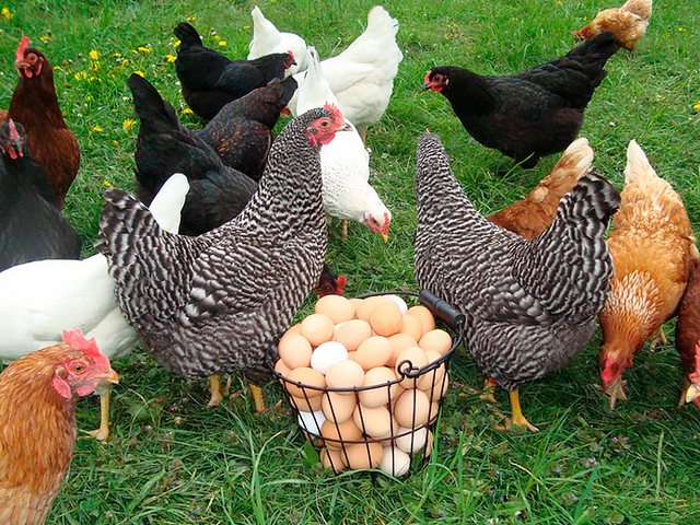 Содержание кур и уход за ними | ЗооТом - продажа, вязка и услуги для животных в Фатеже