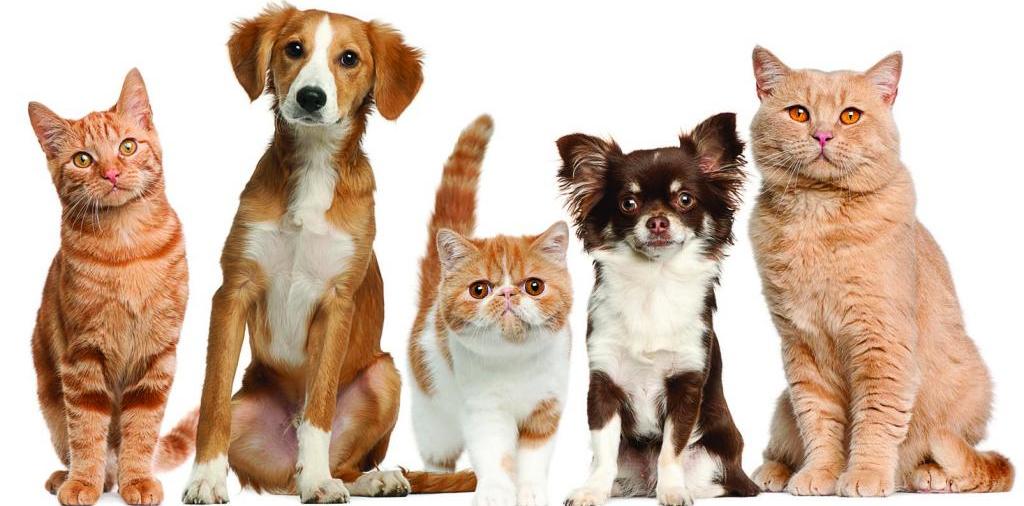 Доска объявлений о животных | ЗооТом - продажа, вязка и услуги для животных в Фатеже