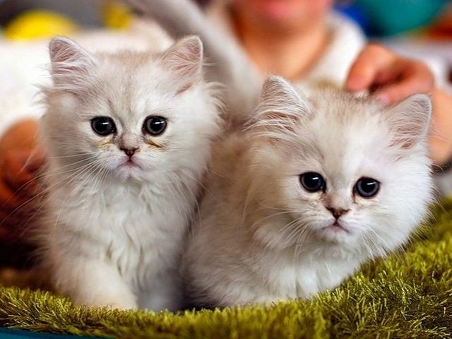 Породы кошек в Фатеже | ЗооТом портал о животных