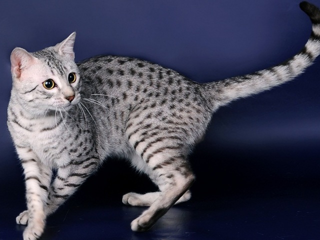 Породы кошек в Фатеже | ЗооТом портал о животных