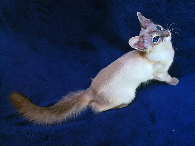 Выведенные породы кошек в Фатеже | ЗооТом портал о животных