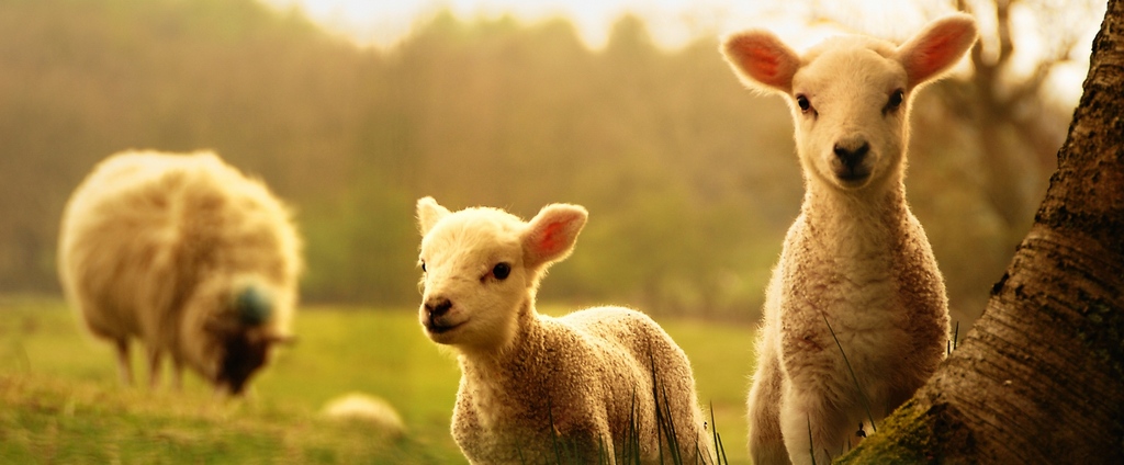 Объявления о сельскохозяйственных животных | ЗооТом - продажа, вязка и услуги для животных в Фатеже