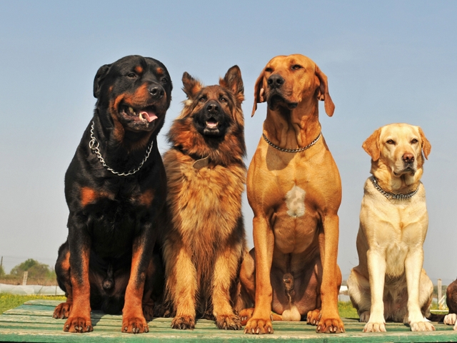 Крупные породы собак в Фатеже | ЗооТом портал о животных